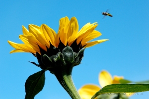 bee&sunflower1aWmark