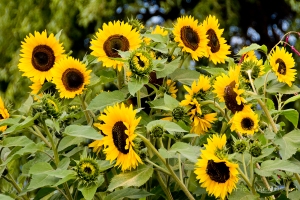 sunflowerfields4x61WMark