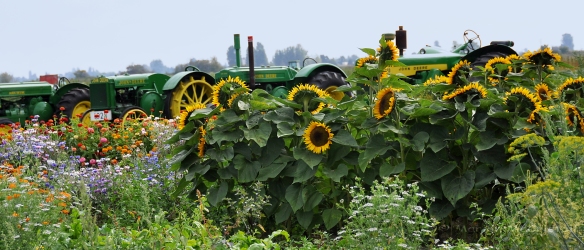 sunflowerpanorama&tractor7x3watermark