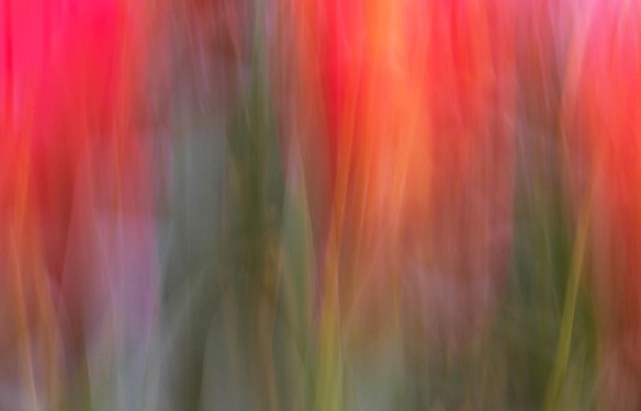 Tulip Waves - Marion McCristall Photographer