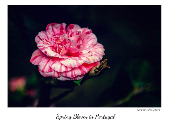 Spring Bloom in Portugal