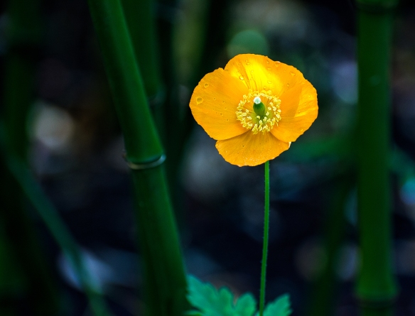 Poppy in Bamboo Grove Glades May 2014